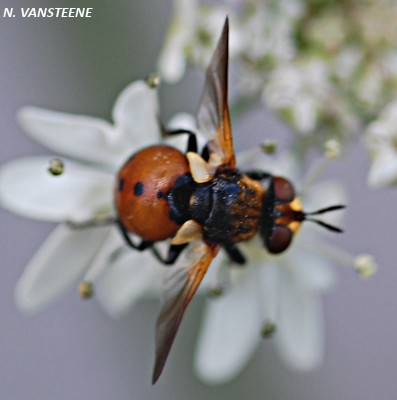 Gymnosoma sp