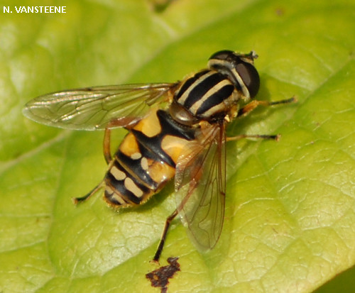 helophilus pendulus