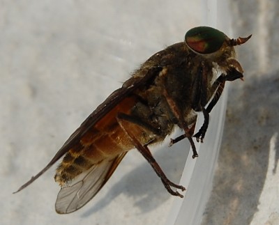 Hybomitra sp