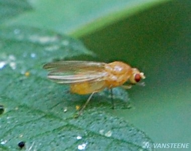 Lauxaniidae