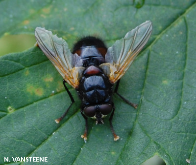 Mesembrina meridiana