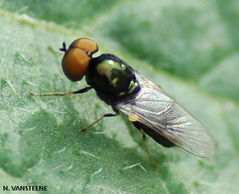 Microchrysa polita