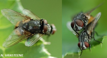 Musca autumnalis