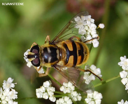 Myathropa florea