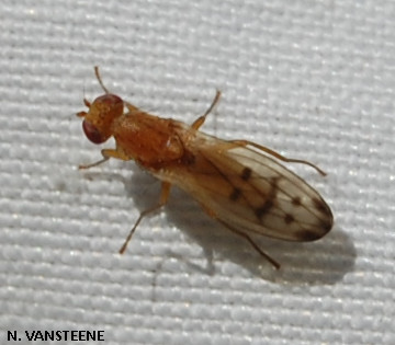 Opomyza florum