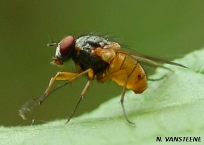 Phaonia rufiventris