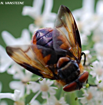 Phasia hemiptera