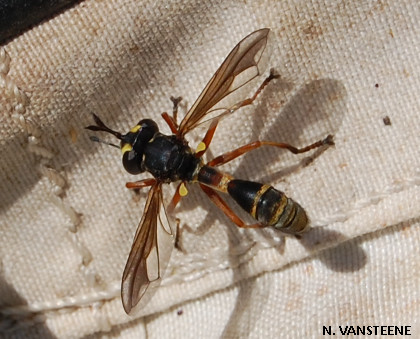 Physocephala rufipes