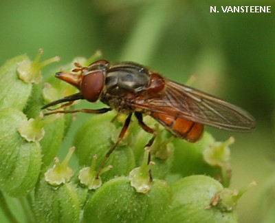 Rhingia campestris