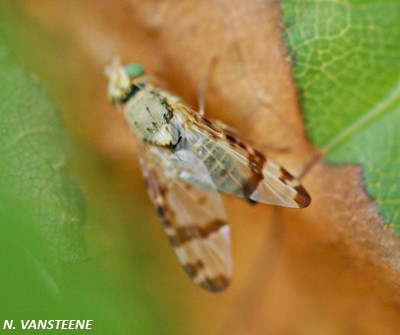 Sphenella marginata