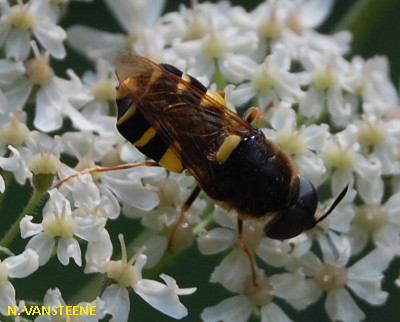 Stratiomys potamida