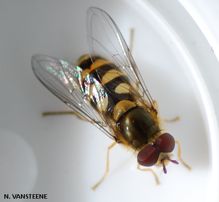 Syrphus vitripennis