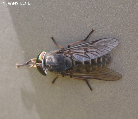 Tabanus bromius