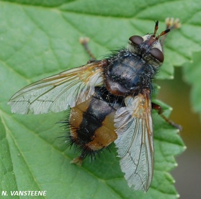 Tachina fera