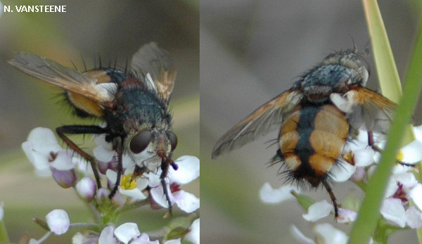 Tachina magnicornis