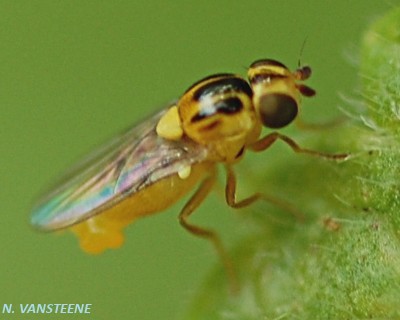 Thaumatomyia