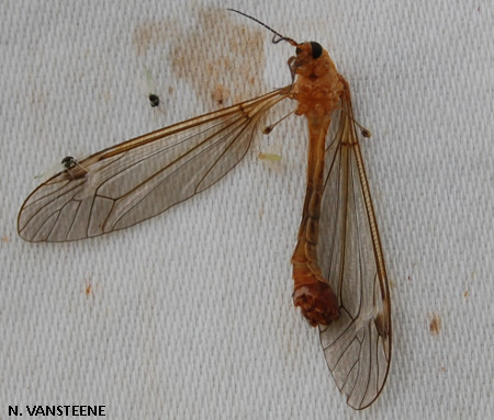 Tipula lunata