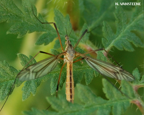 Tipula vernalis