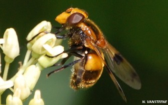 Titre diptères