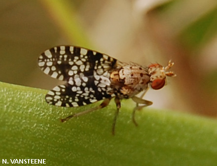 Trypetoptera punctulata