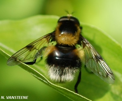 Volucella bombylans