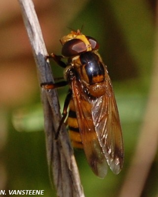 Volucella inanis