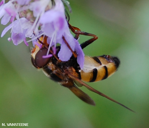 Volucella inanis