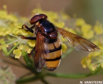 Volucella inanis