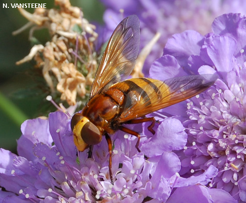 Volucella zonaria