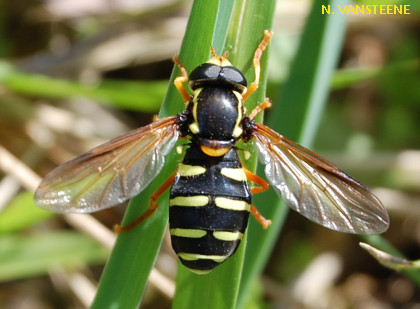 Xanthogramma citrofasciatum