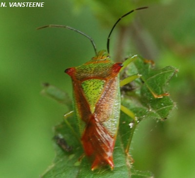 Acanthosoma haemorrhoidale