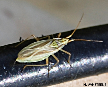 Acetropis sp