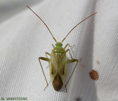 Adelphocoris lineolatus