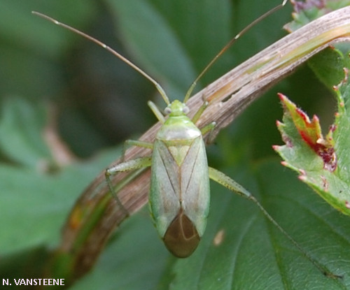 Adelphocoris quadripunctatus