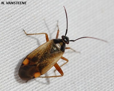 Adelphocoris seticornis