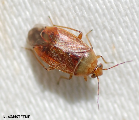 Agnocoris sp