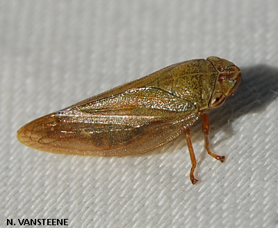 Aphrophora salicina