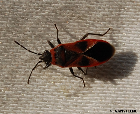 Arocatus sp