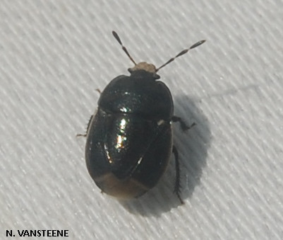 Canthophorus sp