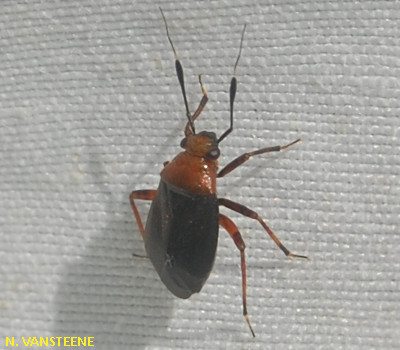 Capsus ater