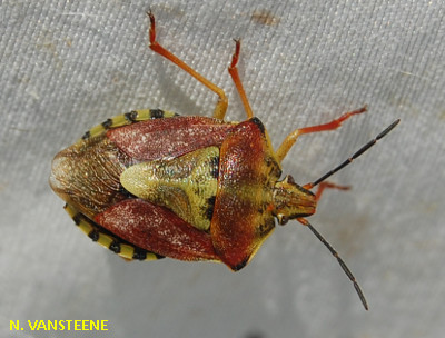 Carpocoris purpureipennis