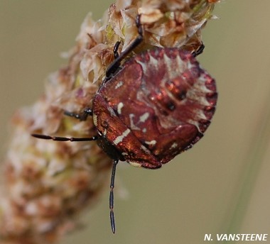 carpocoris sp