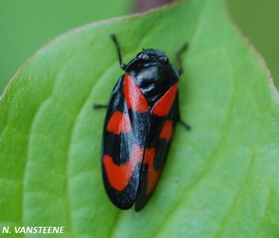 Cercopis vulnerata