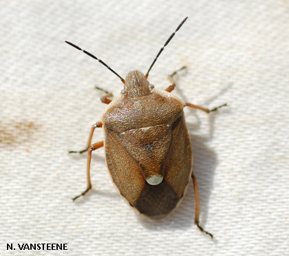 Chlorochroa pinicola