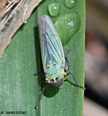 Cicadella viridis