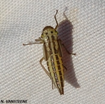 Cicadella viridis