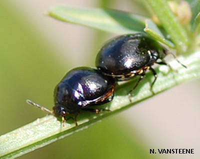 Coptosoma scutellum