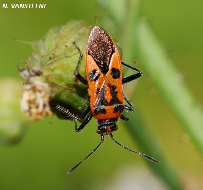 Corizus hyoscyami