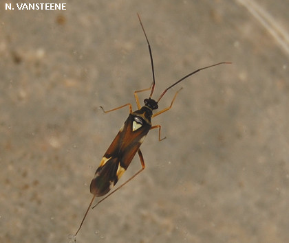 Cyllecoris histrionicus