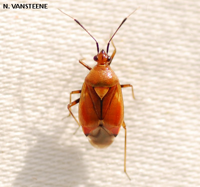 Deraeocoris ruber